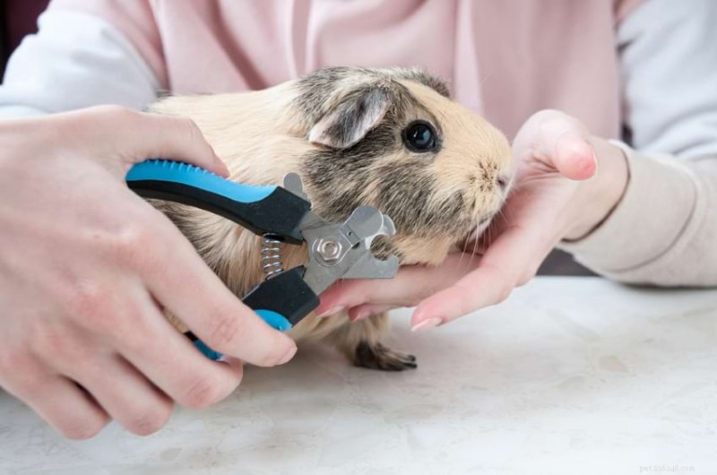 Finding the Best Guinea Pig Veterinarian: A Trusted Guide
