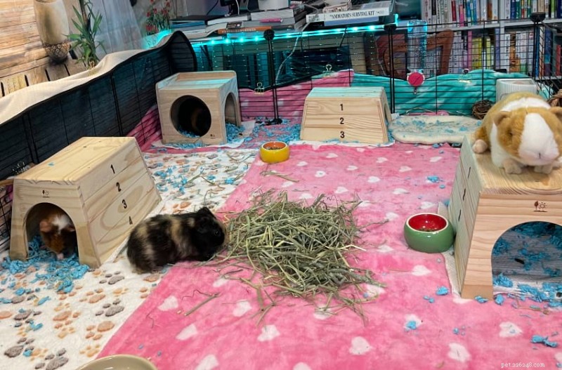 Eco-Friendly Care for Guinea Pigs: Sustainable Tips & Tricks