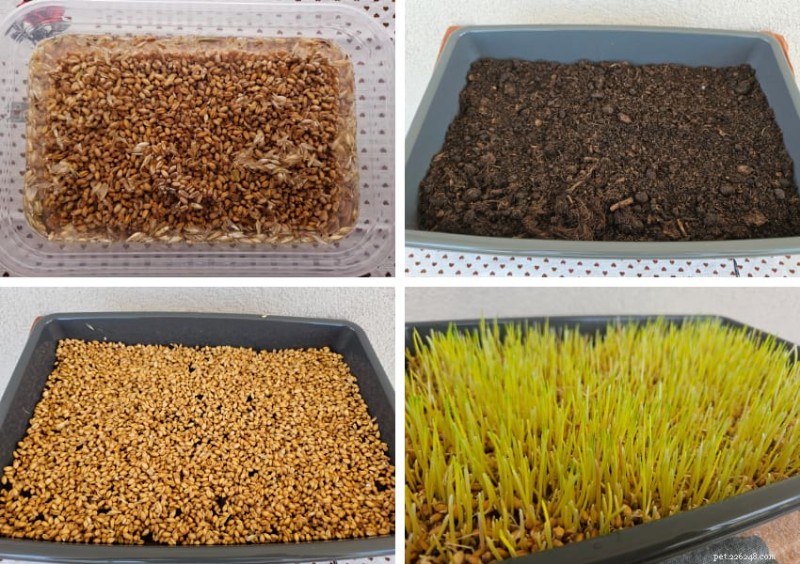 Eco-Friendly Care for Guinea Pigs: Sustainable Tips & Tricks