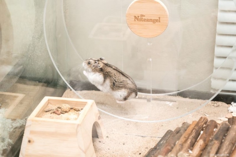 Guinea Pigs vs. Hamsters: Which Pet Suits Your Lifestyle Best