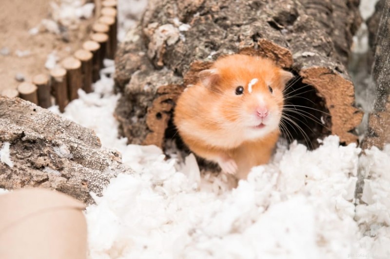 Guinea Pigs vs. Hamsters: Which Pet Suits Your Lifestyle Best