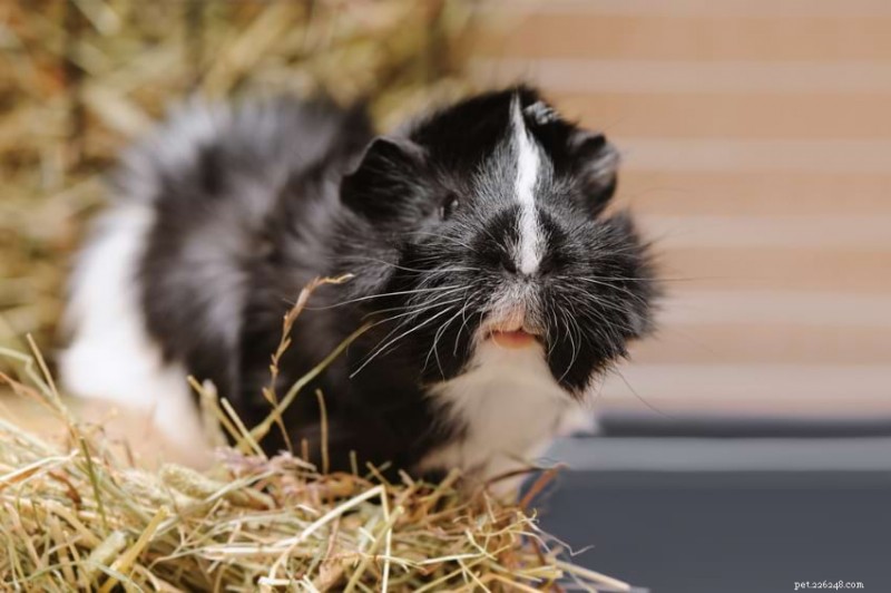 Guinea Pigs vs. Hamsters: Which Pet Suits Your Lifestyle Best
