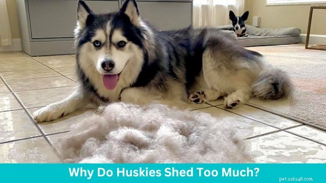 How Much Do Huskies Shed? Complete Guide to Huskies  Fur and Care
