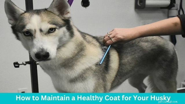 How Much Do Huskies Shed? Complete Guide to Huskies  Fur and Care