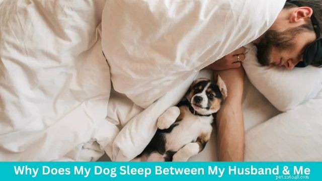 Understanding Why Your Dog Prefers to Sleep Between You and Your Partner