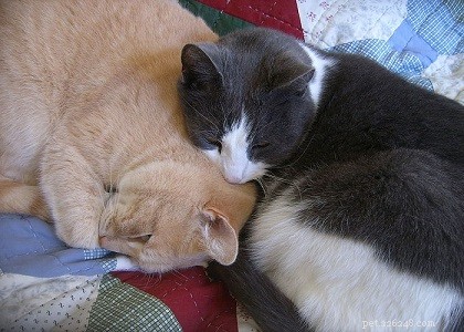 Understanding Why Cats Bite Each Other’s Neck: Causes, Risks, and Prevention