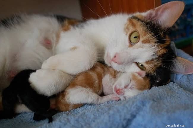 Why Does Your Cat Wink? 8 Common Reasons Explained
