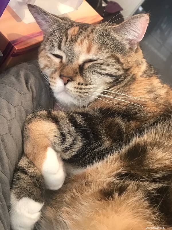 Why Does Your Cat Wink? 8 Common Reasons Explained