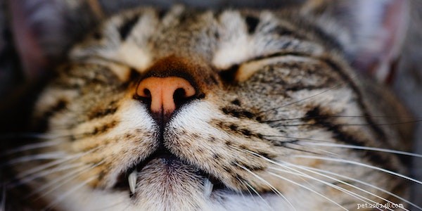 Why Does Your Cat Wink? 8 Common Reasons Explained