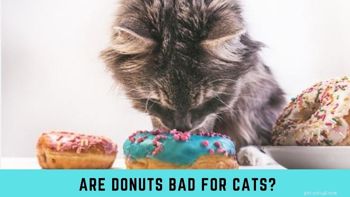 Are Donuts Safe for Cats? Expert Advice on Feeding Felines Sweet Treats