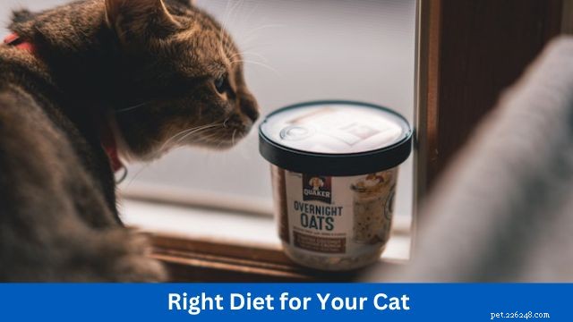 6 Expert Tips to Boost Your Cat’s Health and Happiness