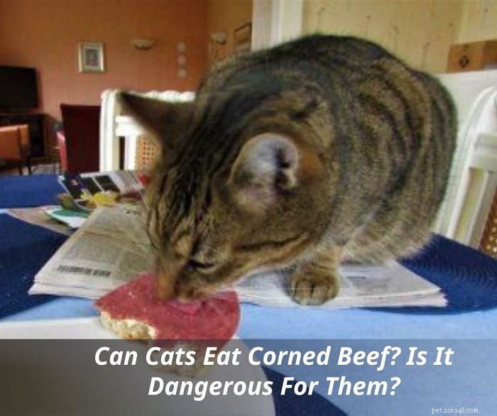 Is Corned Beef Safe for Cats? Risks and Alternatives Explained