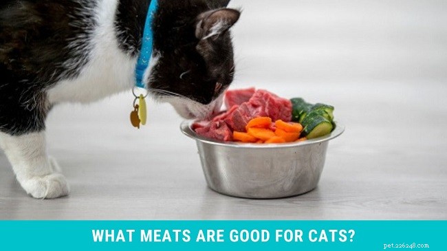Is Corned Beef Safe for Cats? Risks and Alternatives Explained