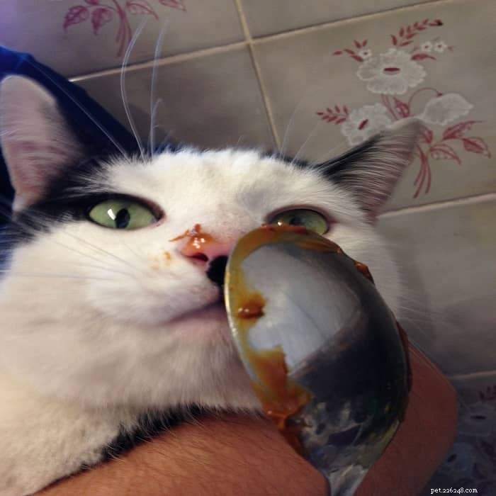 Is It Safe to Feed Your Cat Caramel? Vet Insights