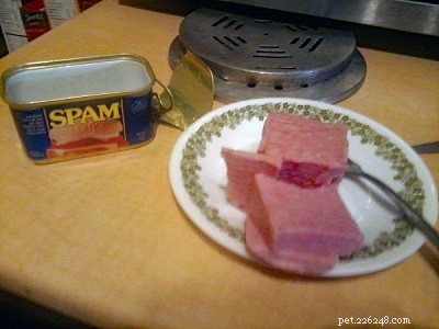 Is Spam Safe for Cats? Expert Guidance on Nutrition and Risks
