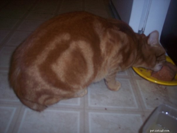 Is Spam Safe for Cats? Expert Guidance on Nutrition and Risks