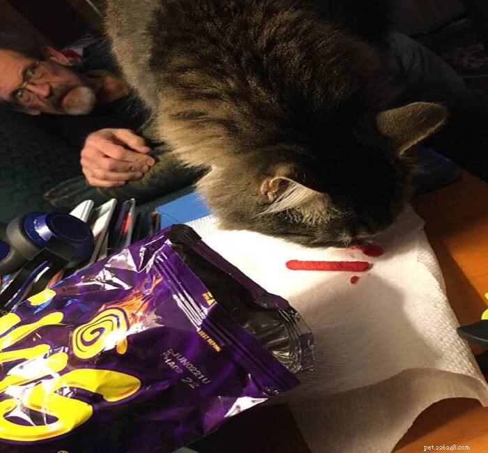 Are Cats Allowed to Eat Takis? Expert Advice & Health Tips