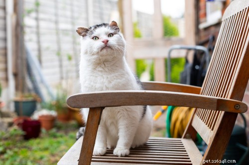 Ensuring Your Garden is Cat‑Friendly This Spring