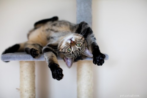 The Surprising Reasons Cats Roll Onto Their Backs (and What It Means for You)