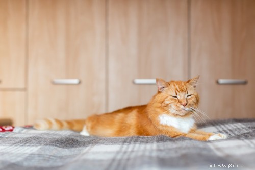 What a Slow Blink Means: The Secret Language of Cats