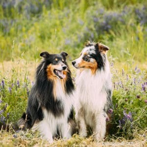 Discover What Makes Collies Stand Out: Traits, History, and Pop Culture