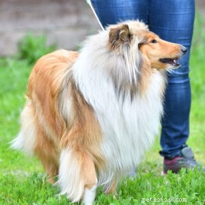 Rough Collies: The Ideal Running Companion for Agility, Stamina, and Smart Work Ethic