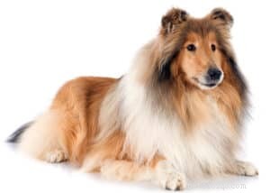 Rough Collies: The Ideal Running Companion for Agility, Stamina, and Smart Work Ethic