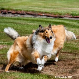 Understanding Rough Collie Temperament: Debunking Aggression Myths
