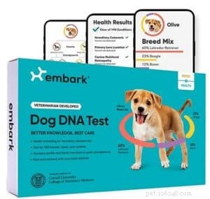 Understanding Rough Collie Temperament: Debunking Aggression Myths