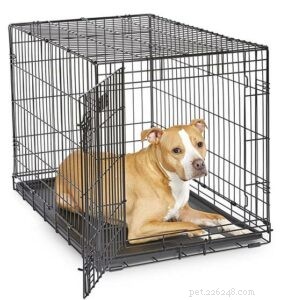 Understanding Rough Collie Temperament: Debunking Aggression Myths