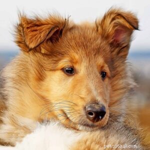 5 Compelling Reasons Rough Collies Make Perfect Family Pets