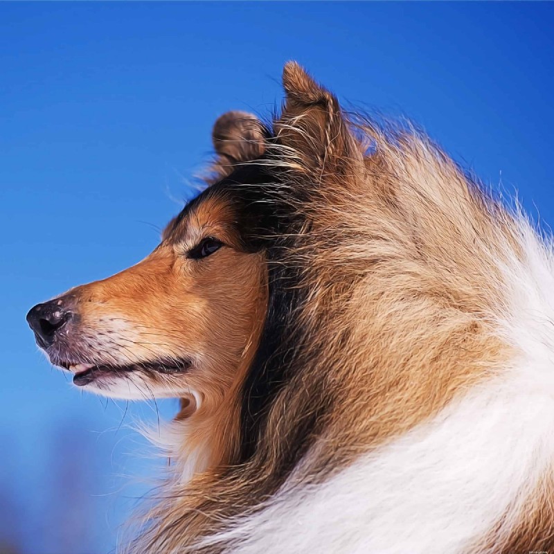 5 Compelling Reasons Rough Collies Make Perfect Family Pets