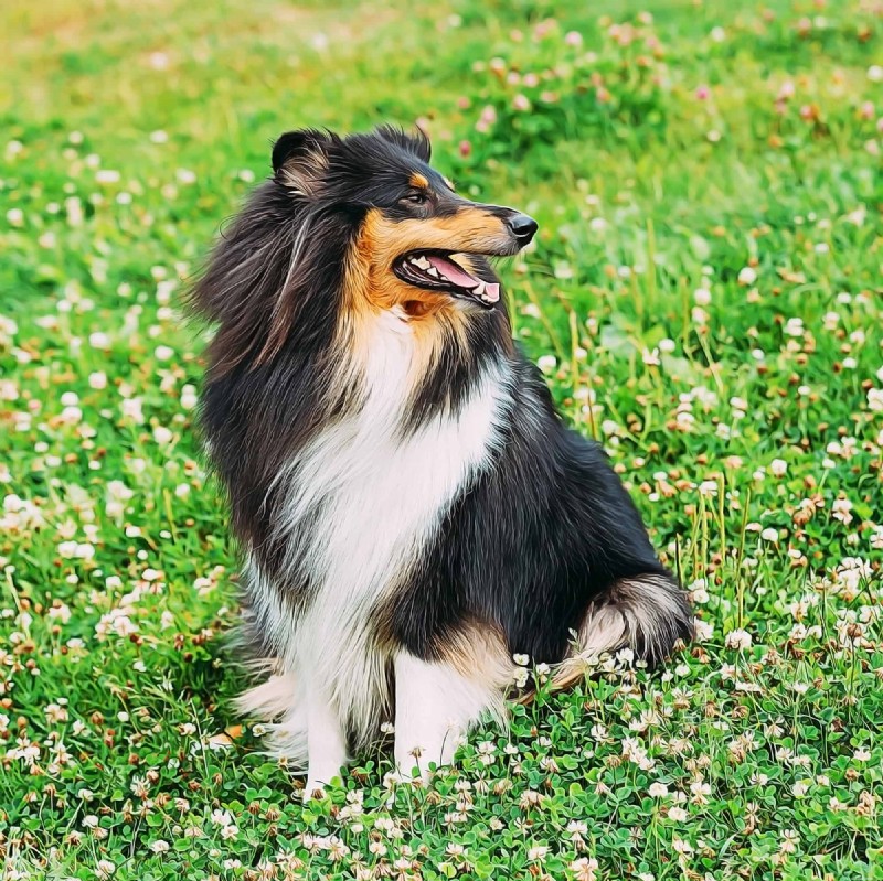 5 Compelling Reasons Rough Collies Make Perfect Family Pets