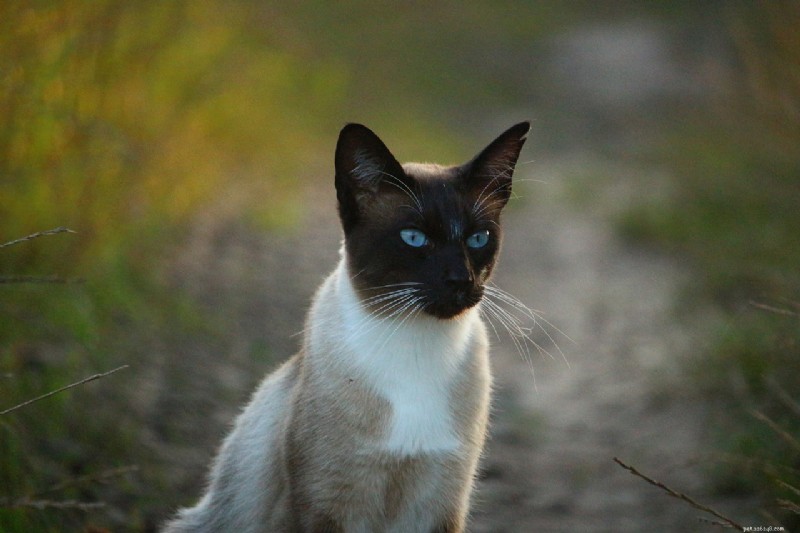 Discover 8 Cat Breeds with Unique Vocal Identities