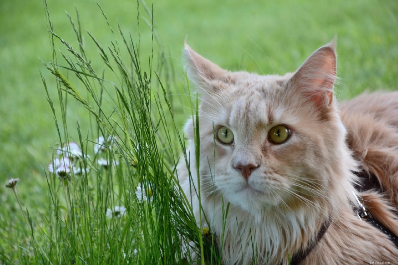 Discover 8 Cat Breeds with Unique Vocal Identities