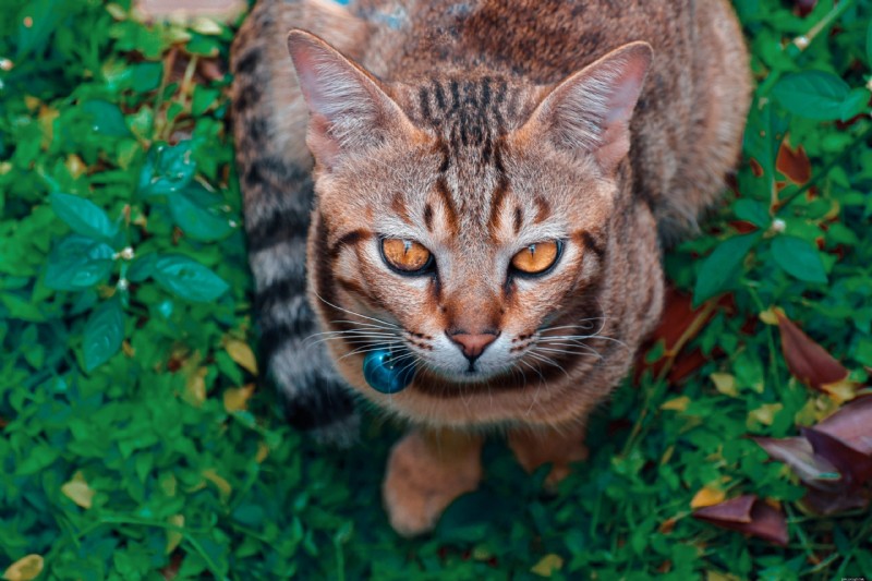 Discover 8 Cat Breeds with Unique Vocal Identities