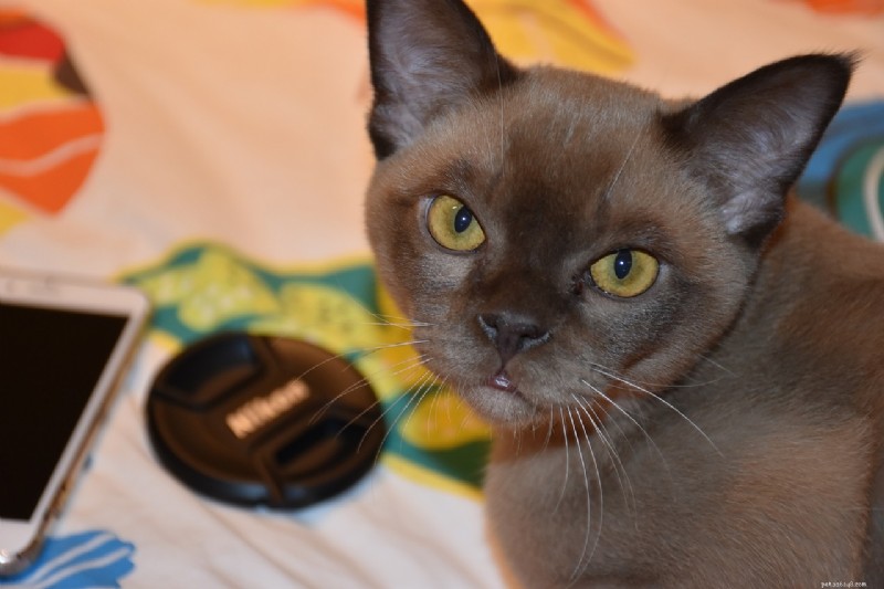 Discover 8 Cat Breeds with Unique Vocal Identities