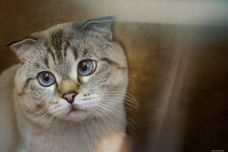 Discover 8 Cat Breeds with Unique Vocal Identities