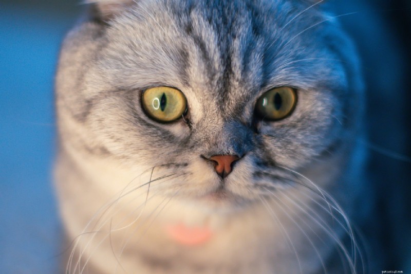 7 Cat Breeds Distinguished by Their Unique Ear Shapes