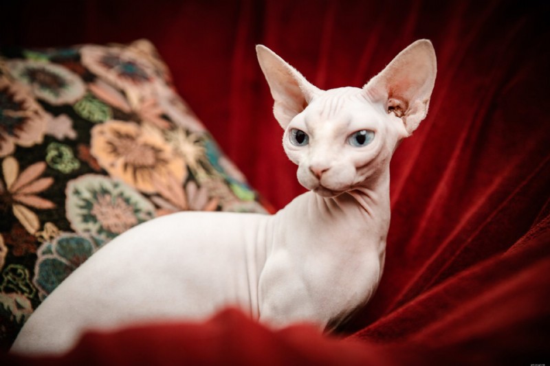 7 Cat Breeds Distinguished by Their Unique Ear Shapes