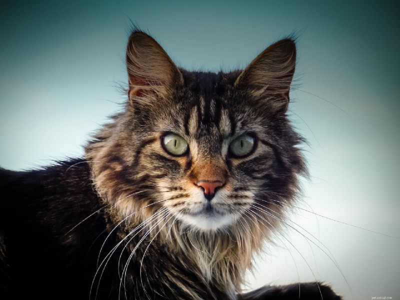 7 Cat Breeds Distinguished by Their Unique Ear Shapes