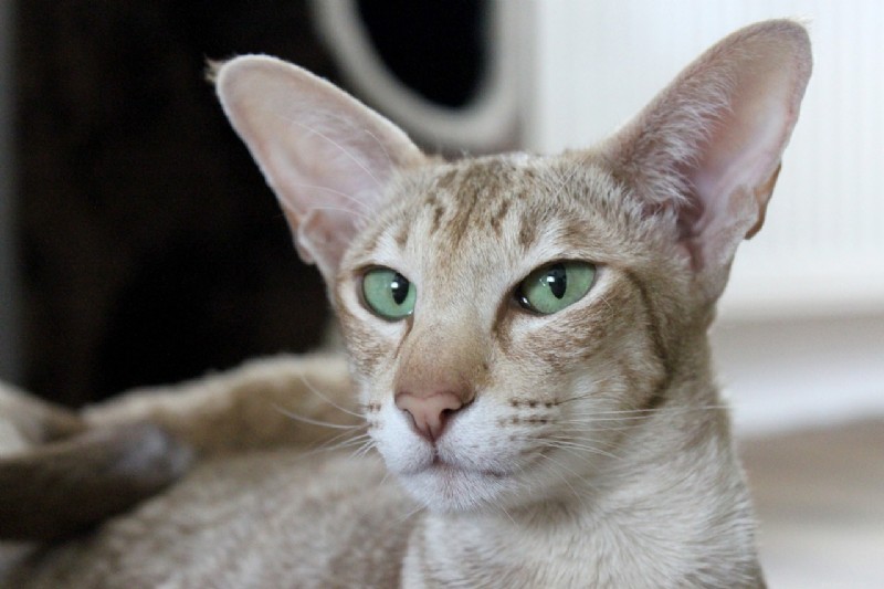 7 Cat Breeds Distinguished by Their Unique Ear Shapes
