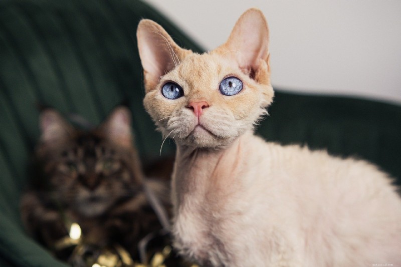 7 Cat Breeds Distinguished by Their Unique Ear Shapes