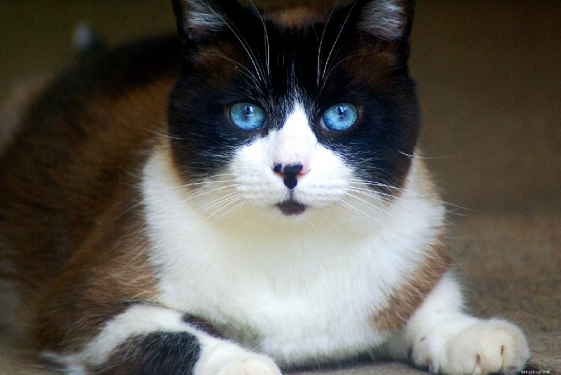 10 Cat Breeds That Speak Volumes: The Most Expressive Faces