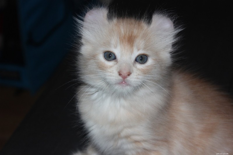 10 Cat Breeds That Speak Volumes: The Most Expressive Faces