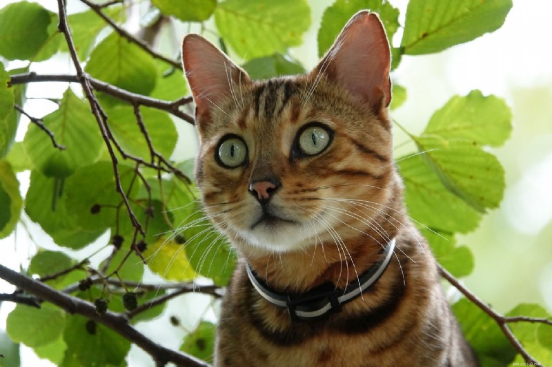 10 Cat Breeds That Speak Volumes: The Most Expressive Faces