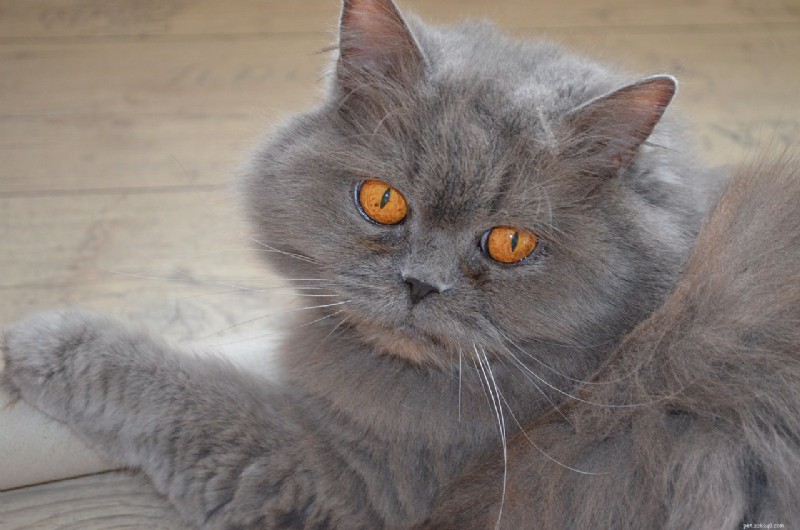 Explore 7 Cat Breeds Famous for Their Ultra-Short Tails