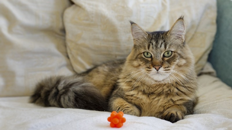 Explore 7 Cat Breeds Famous for Their Ultra-Short Tails