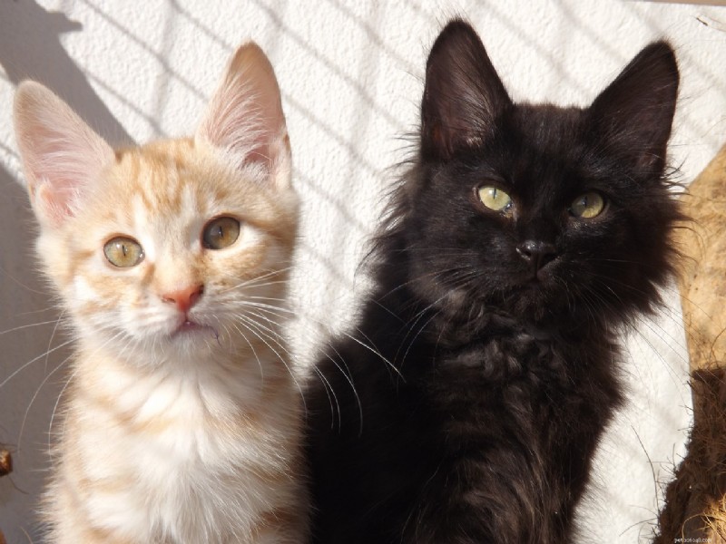 Explore 7 Cat Breeds Famous for Their Ultra-Short Tails