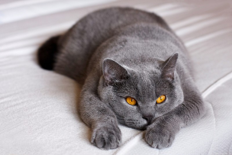 Explore 7 Cat Breeds Famous for Their Ultra-Short Tails
